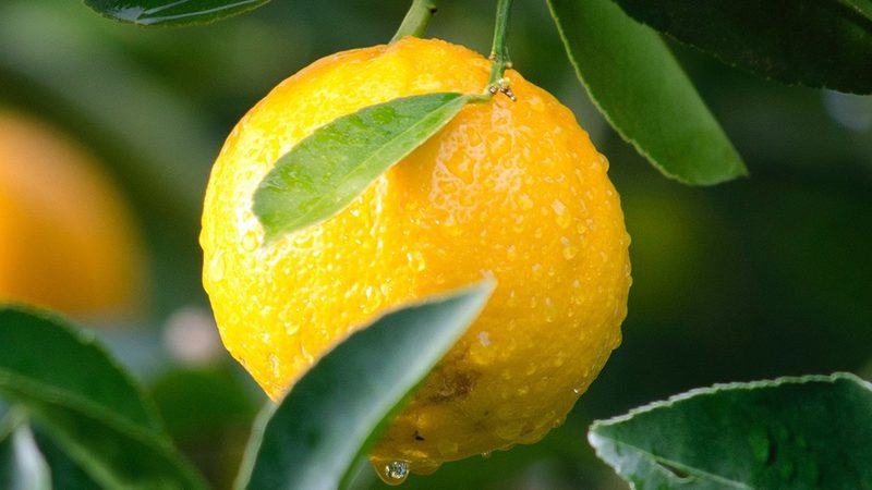 生物医药园区招商政策：助力产业腾飞的关键要素**